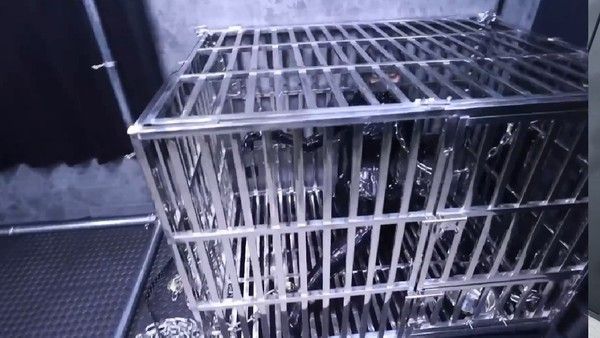10分钟起【橡胶束缚牛奶折磨】完整方案
